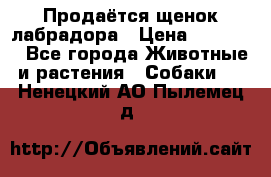 Продаётся щенок лабрадора › Цена ­ 30 000 - Все города Животные и растения » Собаки   . Ненецкий АО,Пылемец д.